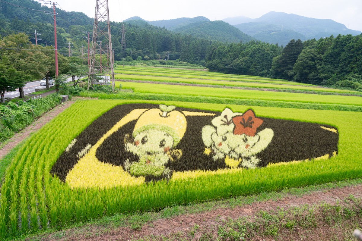 那须稻田艺术，用彩色稻子绘制的可爱卡通人物