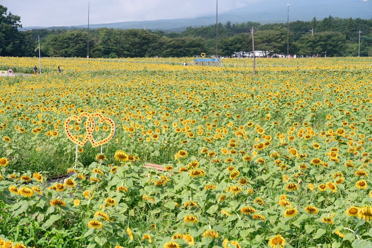 一望无际的向日葵花田，金黄色的花海