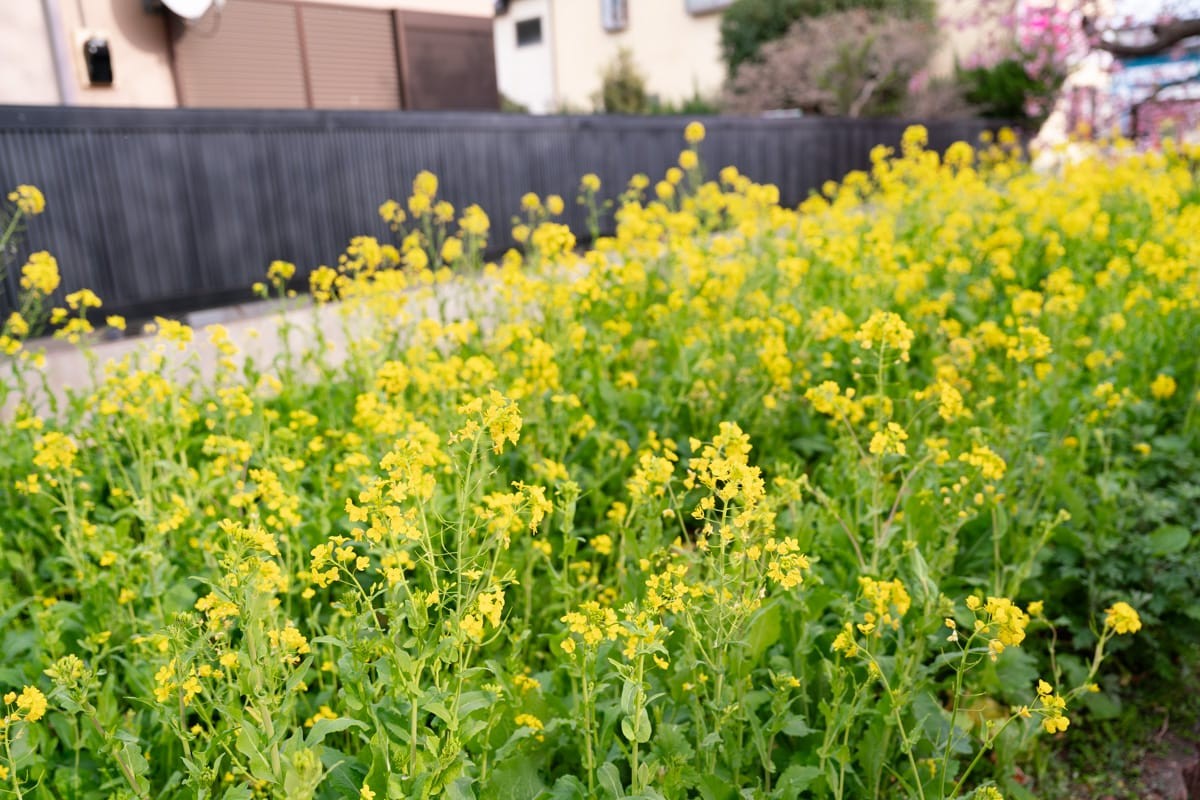 河边的油菜花田，黄色花海与远处的樱花