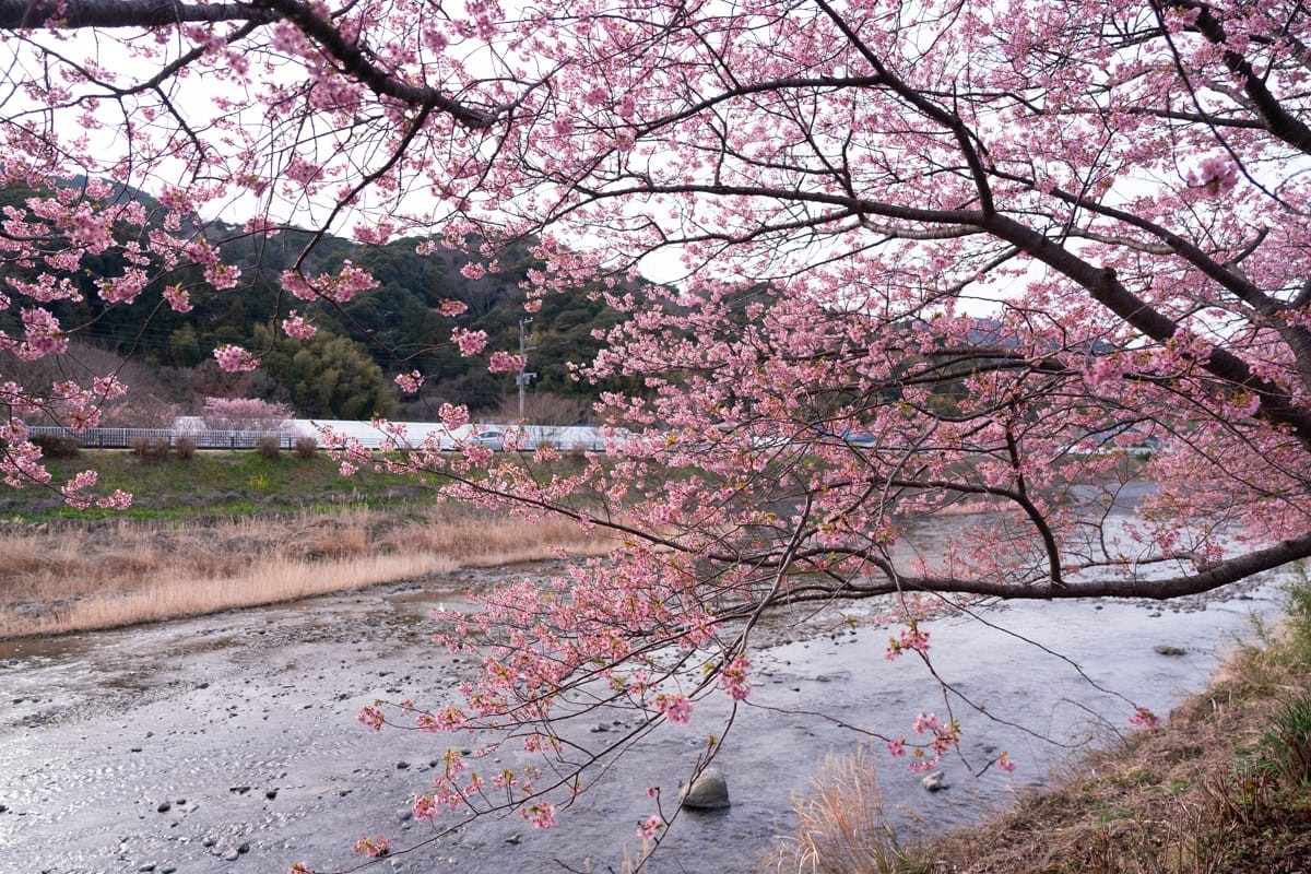 河津川岸边盛开的河津樱，粉色花枝垂向河床