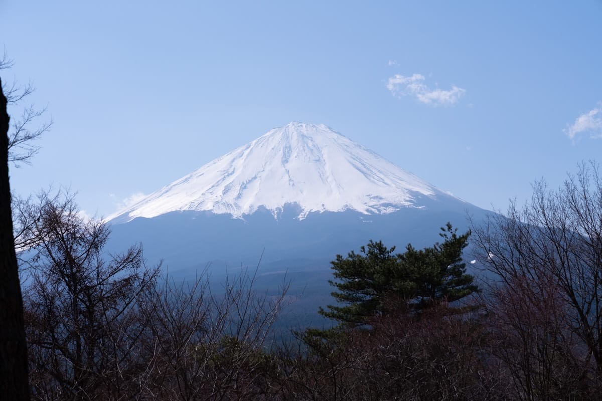 早春的枯枝与松树之间的富士山