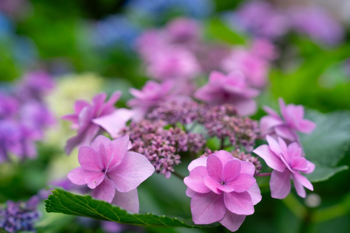 粉色紫阳花特写，背景是虚化的花丛