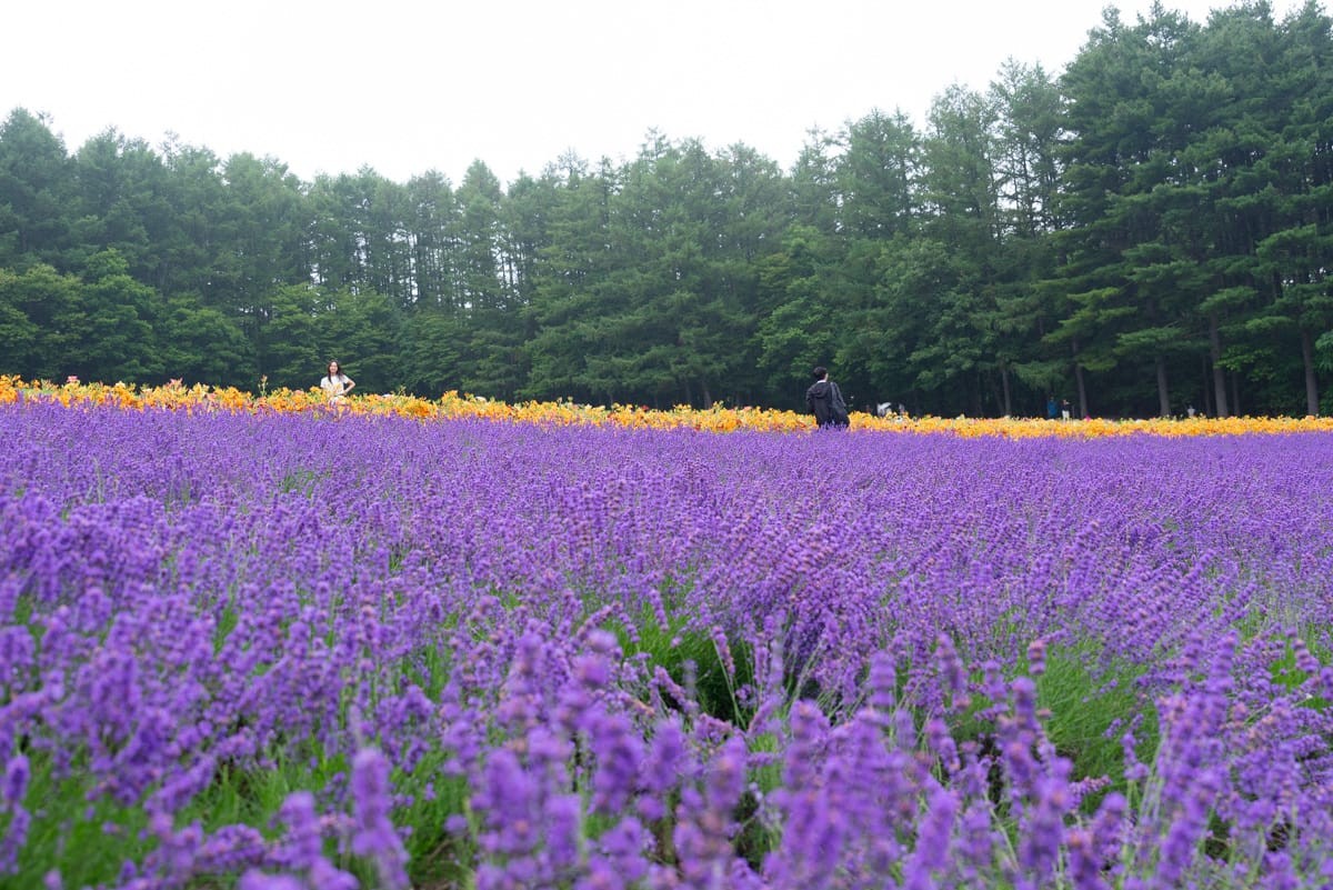薰衣草与远处一条橙黄色的花带，后面是针叶林