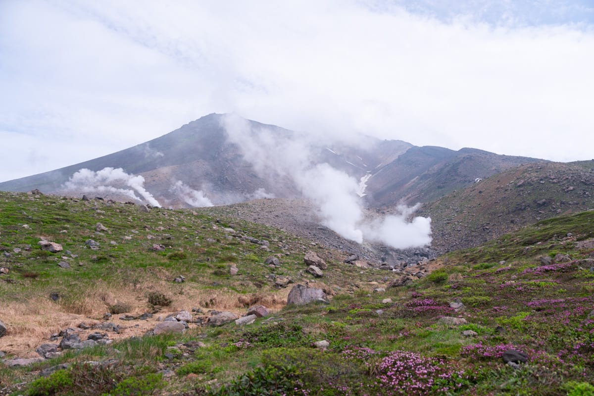 旭岳山体上的喷气孔冒出白色蒸汽，山坡上开着紫色小花